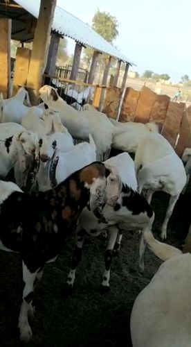 Sojat Goat — photo 2