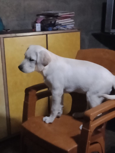 Labrador puppy — photo 2