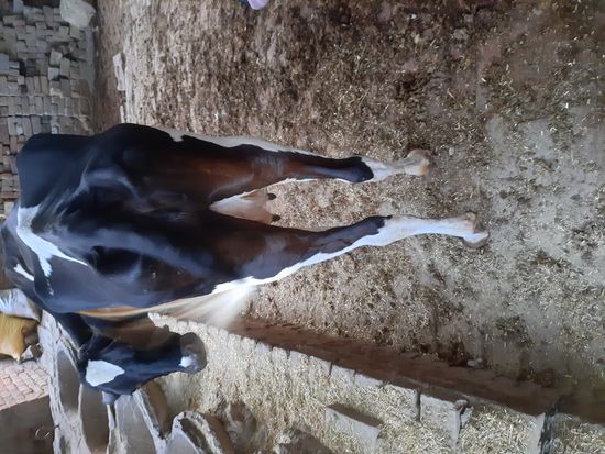 Cow — photo 4