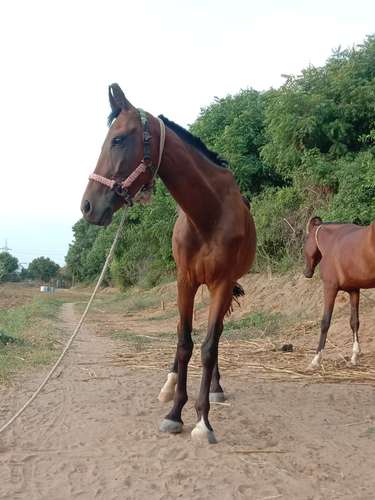 Marwadi Horse 🐎  — photo 3