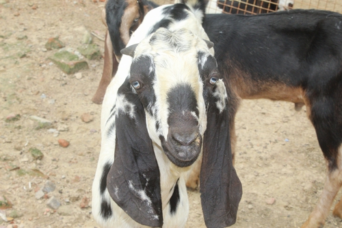 Beetal Pure Goat — photo 3
