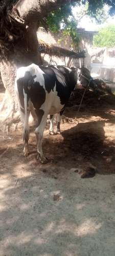 Cow ambersree — photo 4