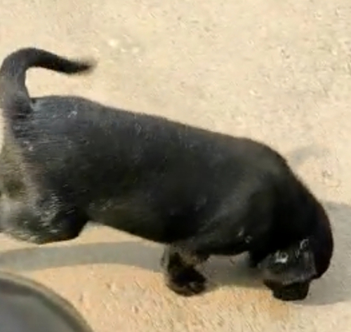 Black Lab