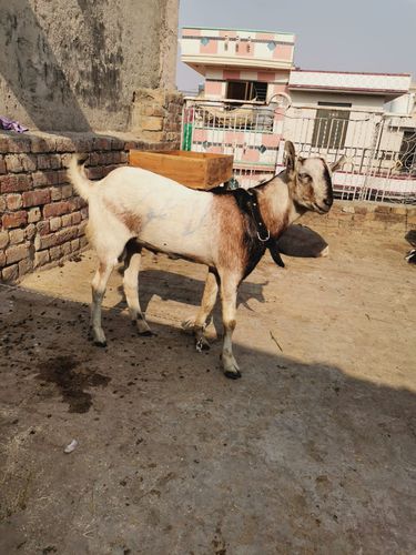Paka kheera Goat — photo 4
