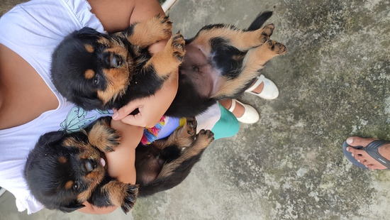 Puppy — photo 2
