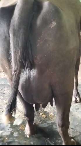 Male calf Buffalo — photo 2