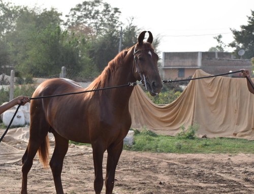 Marwari horse — photo 2