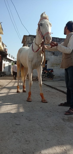 Marwari Horse — photo 3