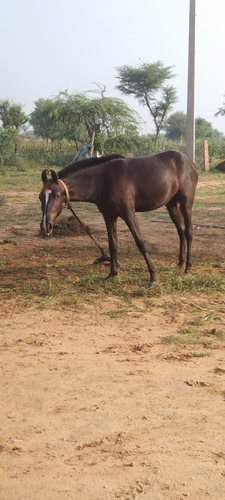 Marwari Horse — photo 3