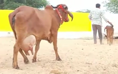 Gir Cow — photo 4