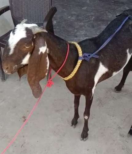Hydrabadi  Female Goat — photo 2