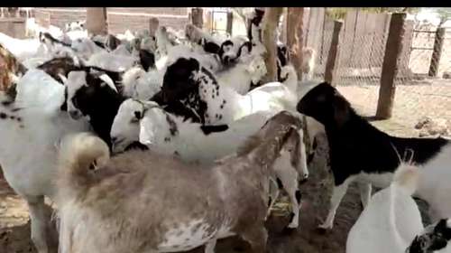 Sojat Goat — photo 5