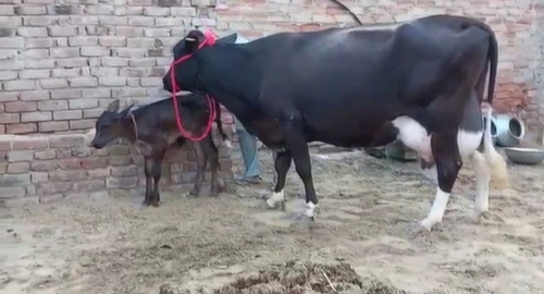 Cow — HF cow, Jaipur, Rajasthan