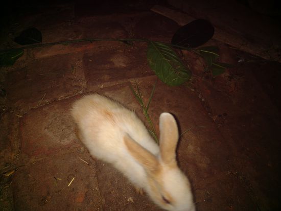 Rabbit baby girl sell — photo 5