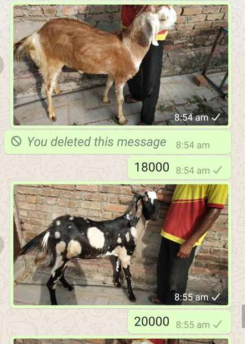 Kota Goat