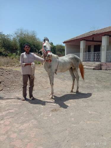 Marwadi  — photo 3