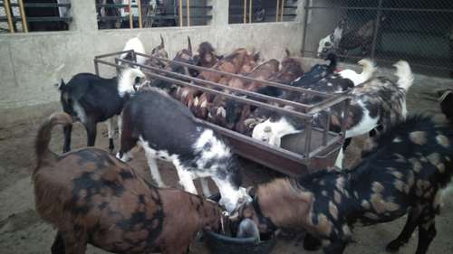 Sirohi Goat — photo 4