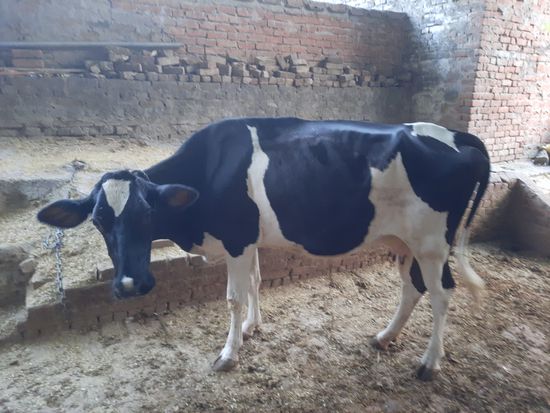 Cow — photo 3