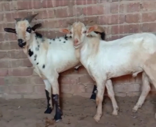 Barbari Goat — photo 2
