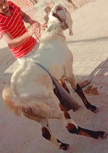 Beetal Goat — photo 5