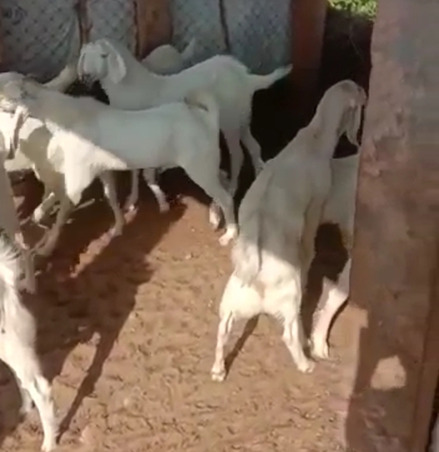 Sojat Goat — photo 2
