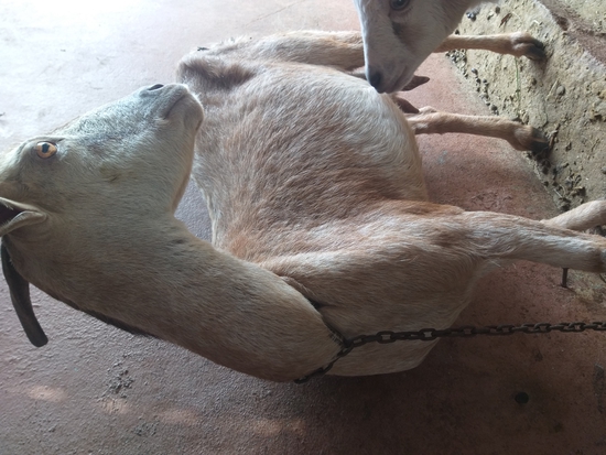 Desy goat — photo 2