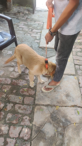 Golden Retriever Puppy — photo 4
