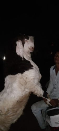 Sojat Goat — photo 4