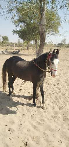  Marwadi Horse — photo 3