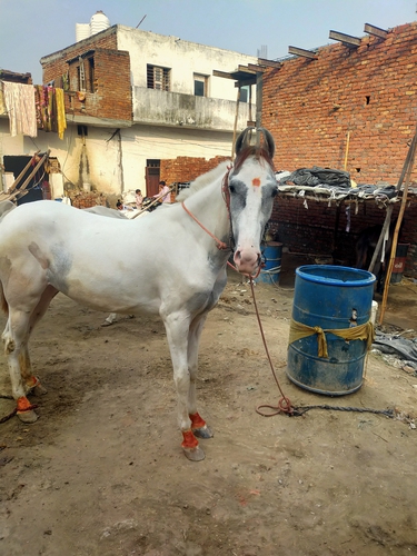 Marwari Horse — photo 2