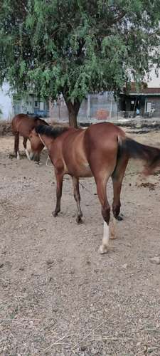 Kathiyawad Horse 🐴 — photo 3