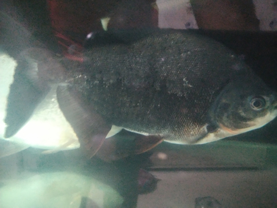 Fish — Albino Pacu and black pacu 9+ iches, Maharashtra, India