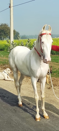 Marwari Horse — photo 2