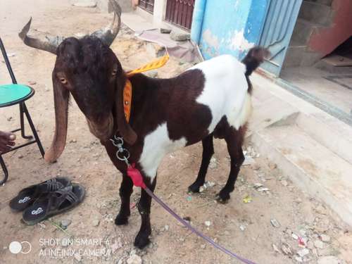 Panjabi Goat — photo 3