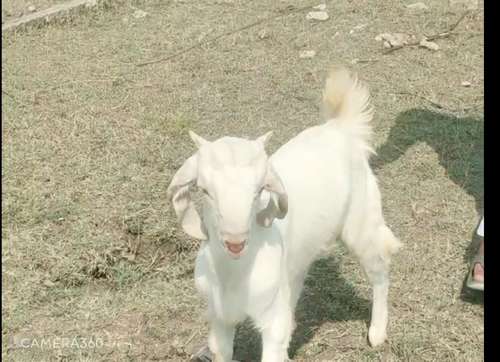 Hansa Goat — photo 2