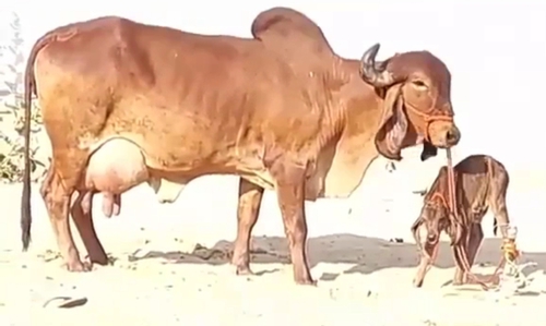 Gir Cow — Cow for sale in Jaipur, India