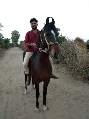 Marwadi Horse 🐎 — photo 3