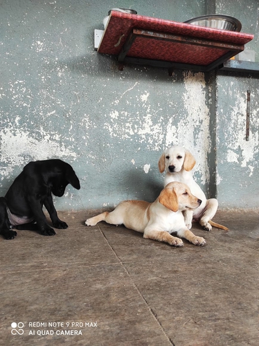 Labrador Puppy — photo 4
