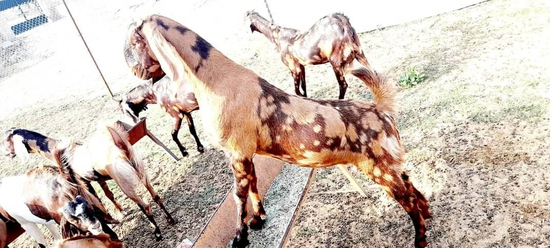 Sirohi Male kids  — photo 2
