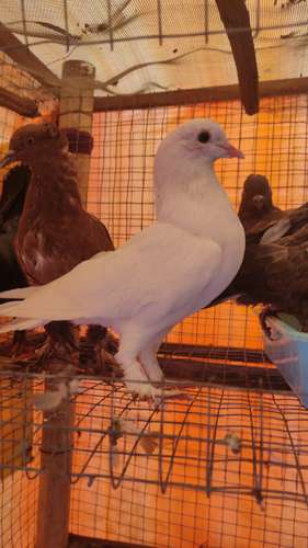 Australian pair pigeon