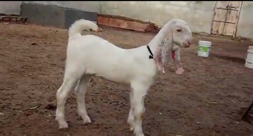 Jamunapari Goat — photo 2