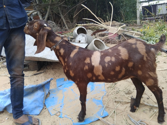 Shirohi Female — photo 3