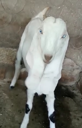 Haidrabadi Goat