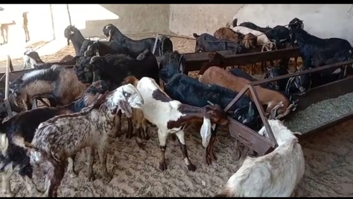Cutting Goat — photo 4