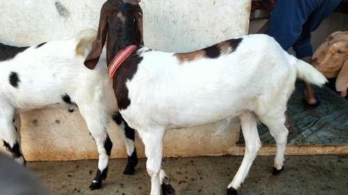 Meewati 2 dant — photo 2