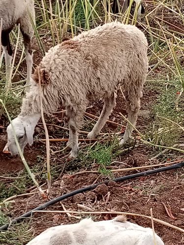 Sheep — photo 2
