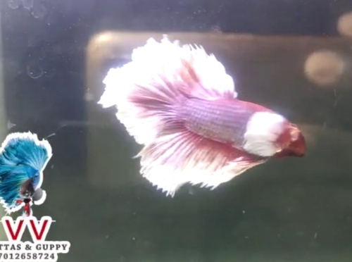 Dumbo ear Fish — photo 2