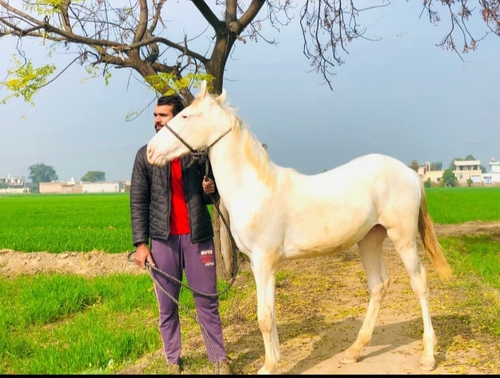 Nukra Horse — photo 2