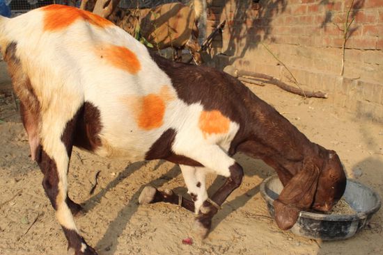 Totapuri Goat — photo 2