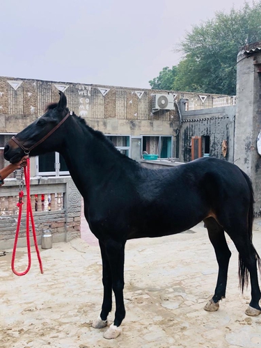 Marwari Horse — photo 3